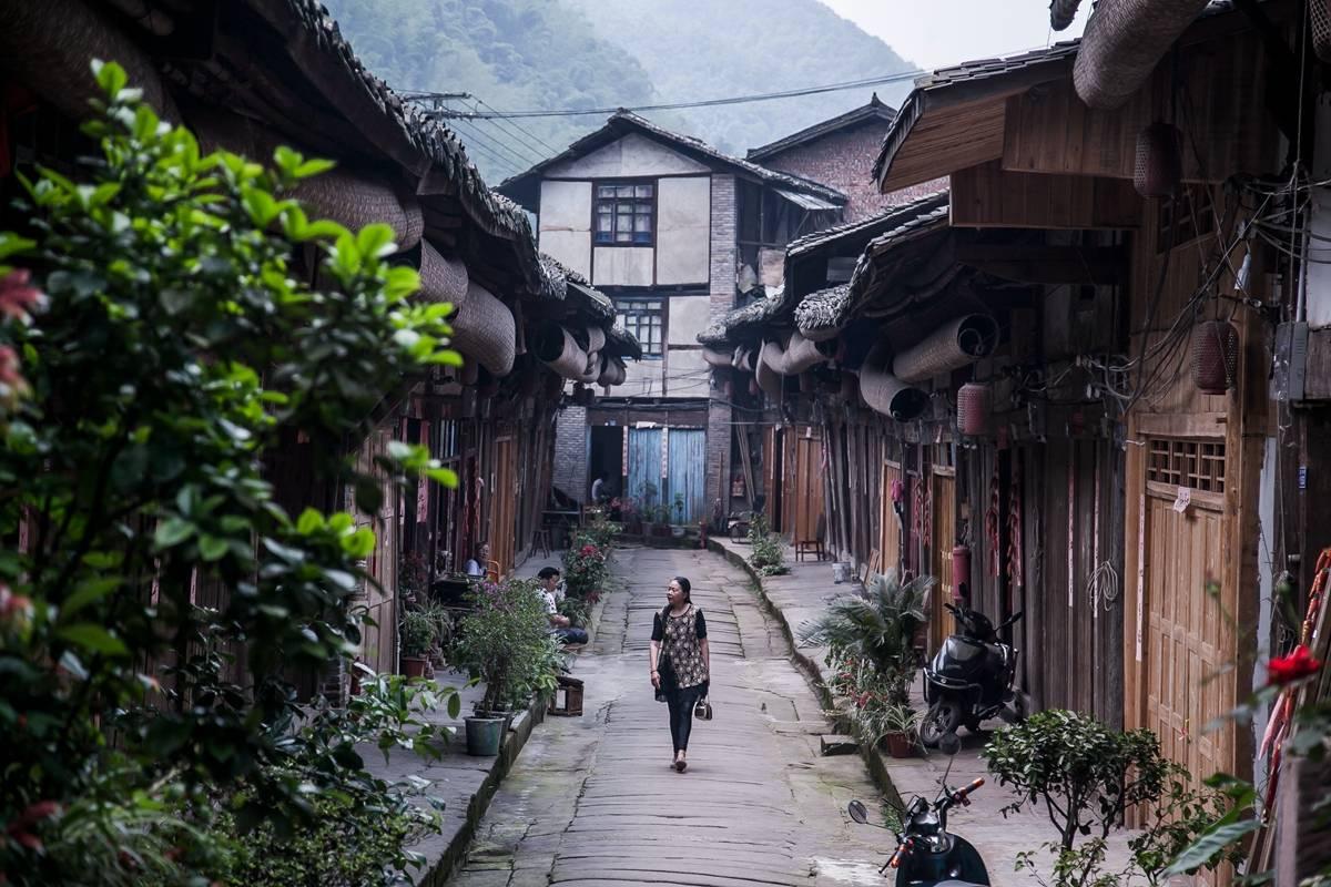 变异动物之战